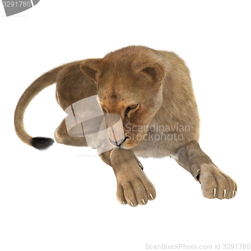 Image of Female Lion