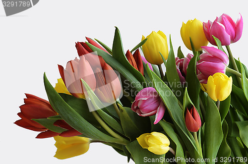 Image of yellow, red and purple tulips on a white