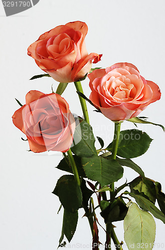 Image of three pink roses with green leaves