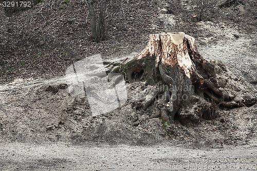 Image of the stump of a felled tree in park