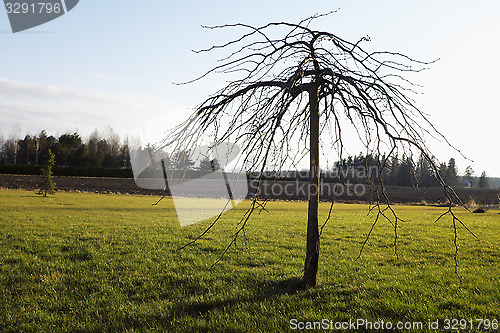 Image of contour of alone tree