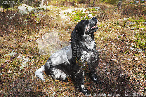 Image of Spaniel in forest on the hunt