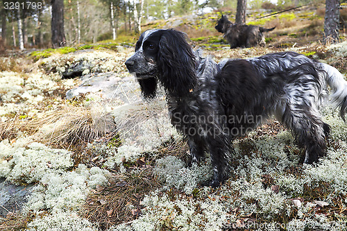 Image of Spaniel and Cairn Terrier in forest on the hunt