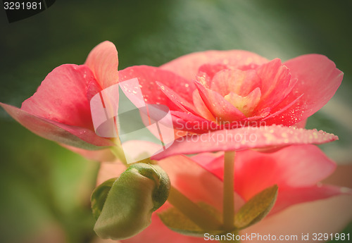 Image of flowers and leaves achimenes