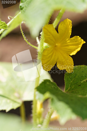 Image of Cucumber