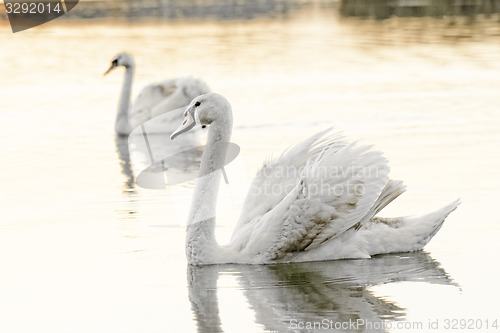 Image of Lonely swan