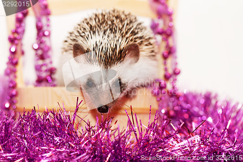 Image of A cute little hedgehog - ( African white- bellied hedgehog )