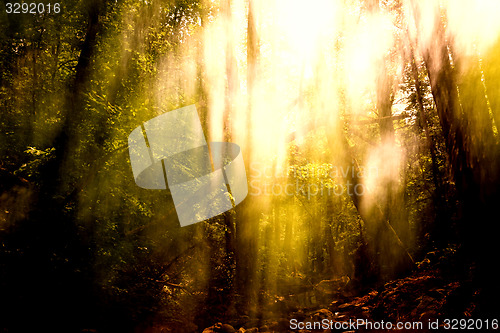 Image of Blurred trees background