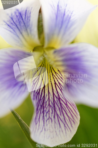 Image of Colorful flower