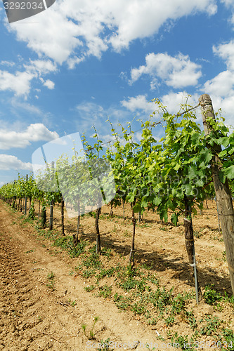 Image of Tokay grapes