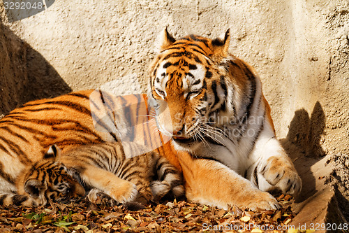 Image of Tiger mum