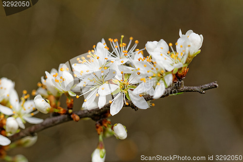 Image of Beautiful flower