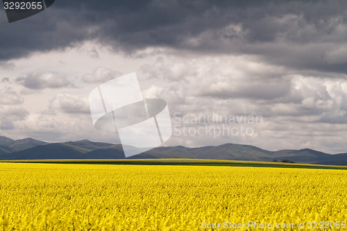 Image of Colza field