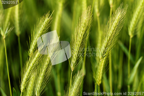 Image of Green grain