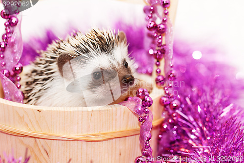 Image of A cute little hedgehog - ( African white- bellied hedgehog )