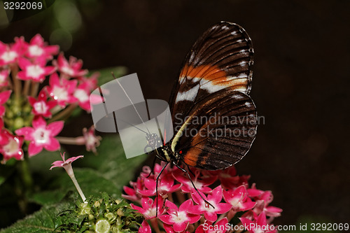 Image of Butterfly