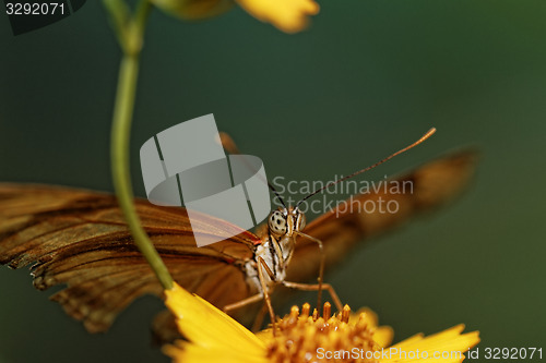 Image of Orange butterfly