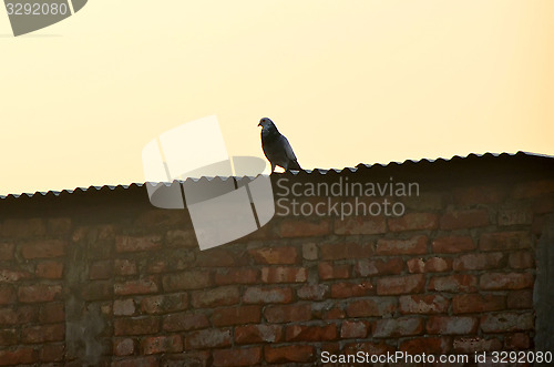 Image of Dove or pigeon