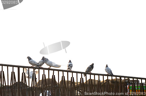 Image of Dove or pigeon