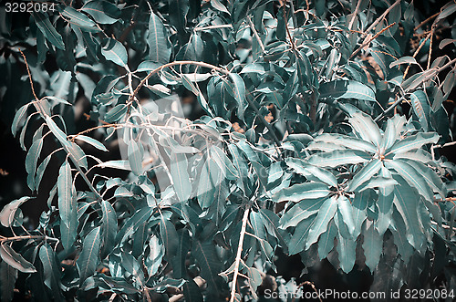Image of Background of mango tree leafs