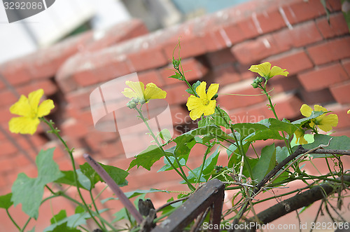 Image of Yellow color flower in the city garden