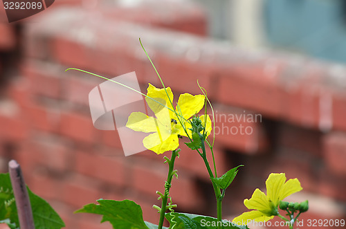 Image of Yellow color flower in the city garden