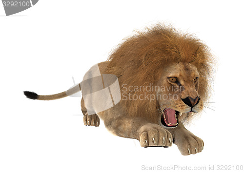 Image of Hunting Lion