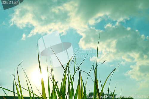 Image of Autumn green grass over the sky