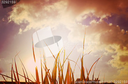 Image of Autumn green grass over the sky