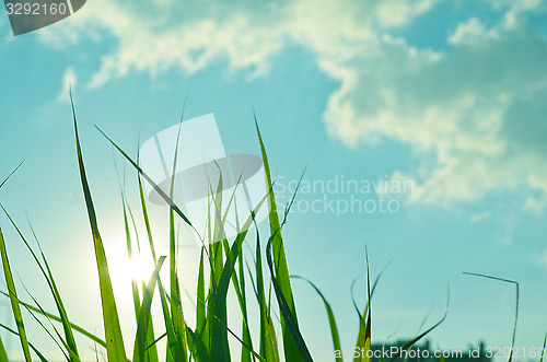 Image of Autumn green grass over the sky