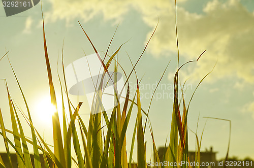 Image of Autumn green grass over the sky