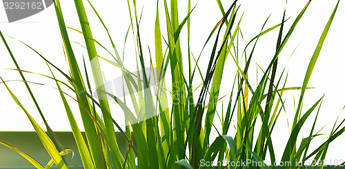 Image of Autumn green grass over the sky