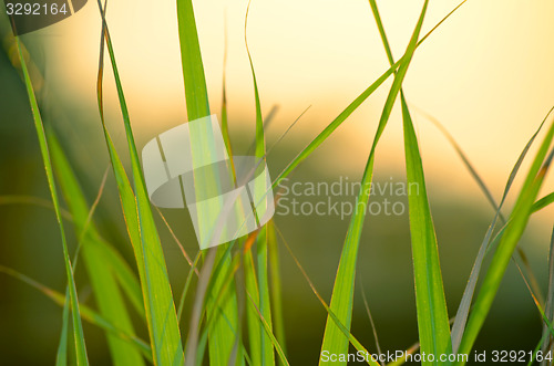 Image of Autumn green grass over the sky