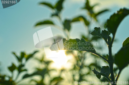 Image of Natural Autumn tree on sky with sun