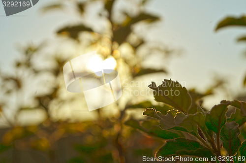 Image of Natural Autumn tree on sky with sun