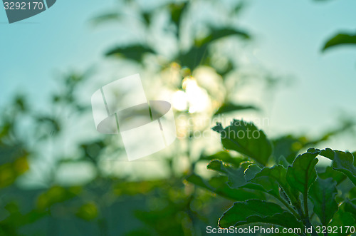 Image of Natural Autumn tree on sky with sun