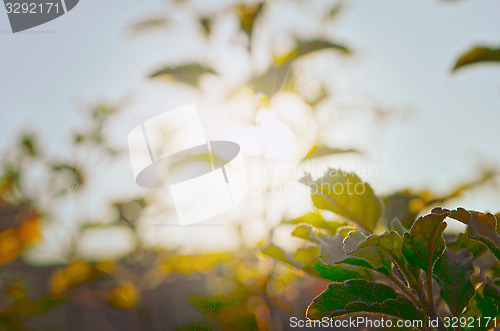 Image of Natural Autumn tree on sky with sun