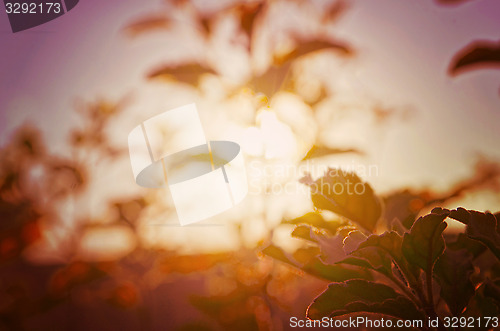 Image of Natural Autumn tree on sky with sun