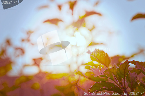 Image of Natural Autumn tree on sky with sun