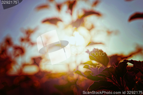 Image of Natural Autumn tree on sky with sun