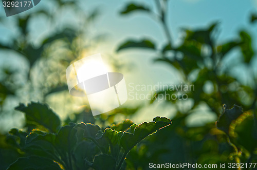 Image of Natural Autumn tree on sky with sun