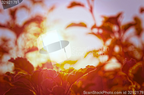 Image of Natural Autumn tree on sky with sun