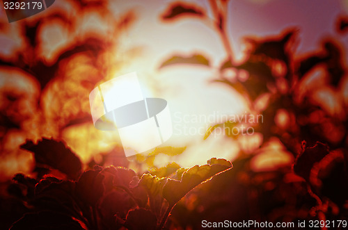 Image of Natural Autumn tree on sky with sun