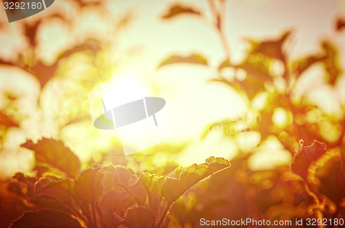 Image of Natural Autumn tree on sky with sun