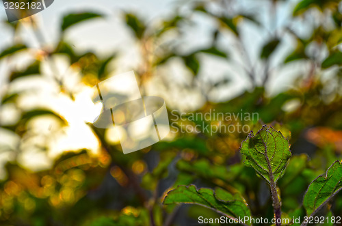 Image of Natural Autumn tree on sky with sun