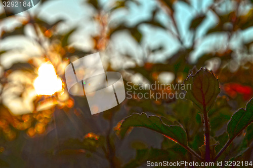 Image of Natural Autumn tree on sky with sun