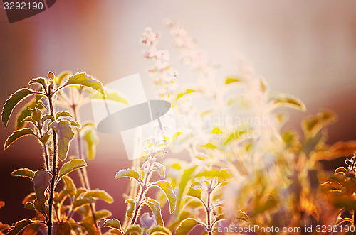 Image of Natural Autumn tree on sky with sun