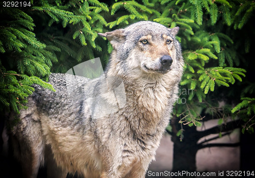 Image of European wolf in forest