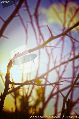 Image of Autumn forest tree with sunset