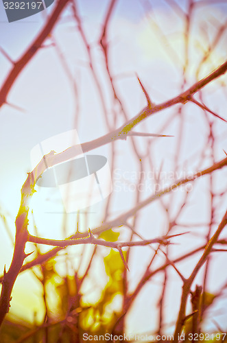 Image of Autumn forest tree with sunset